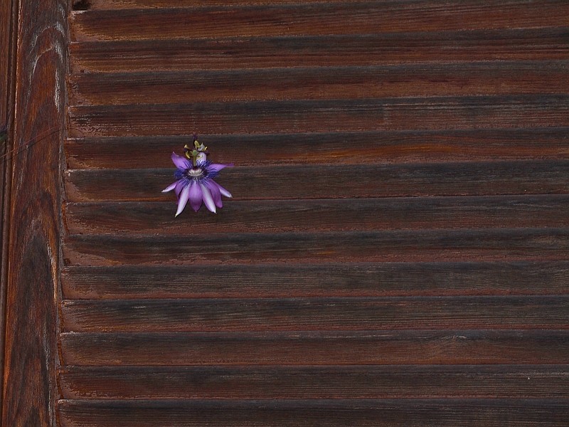 Passiflora - Passionsblume - kleine "Juwelen" - alles über Aussaat, Pflege, Vermehrung und natürlich Blütenbilder :) - Seite 20 P8193011