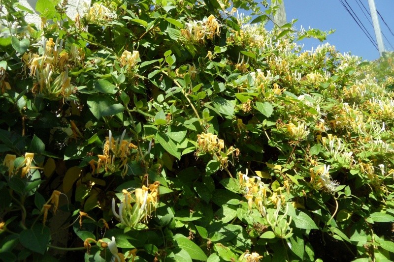 Chèvrefeuille des Jardins -Lonicera- plante grimpante à floraison très parfumée Sam_0415