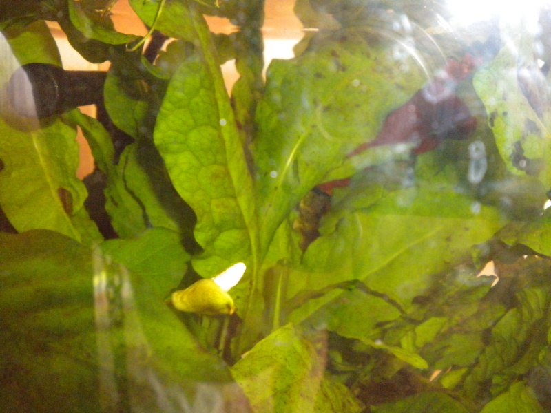 Fleur d’anubias Dscn4810