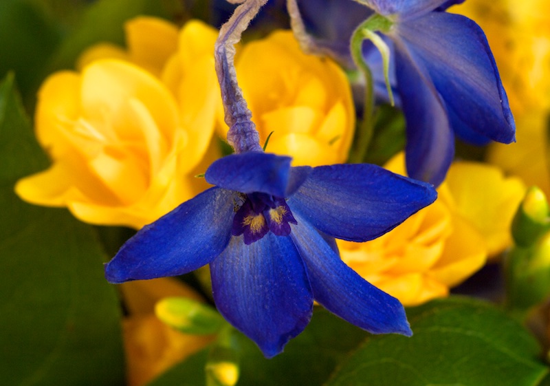 Fleur bleue Fleur_10