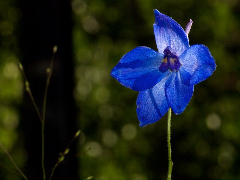 Fleur bleue Fleur_11