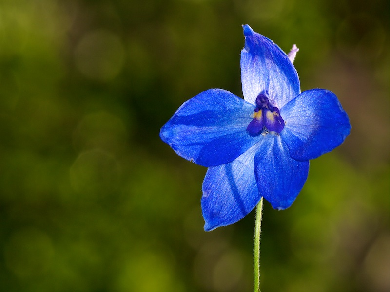 Fleur bleue Fleur_12
