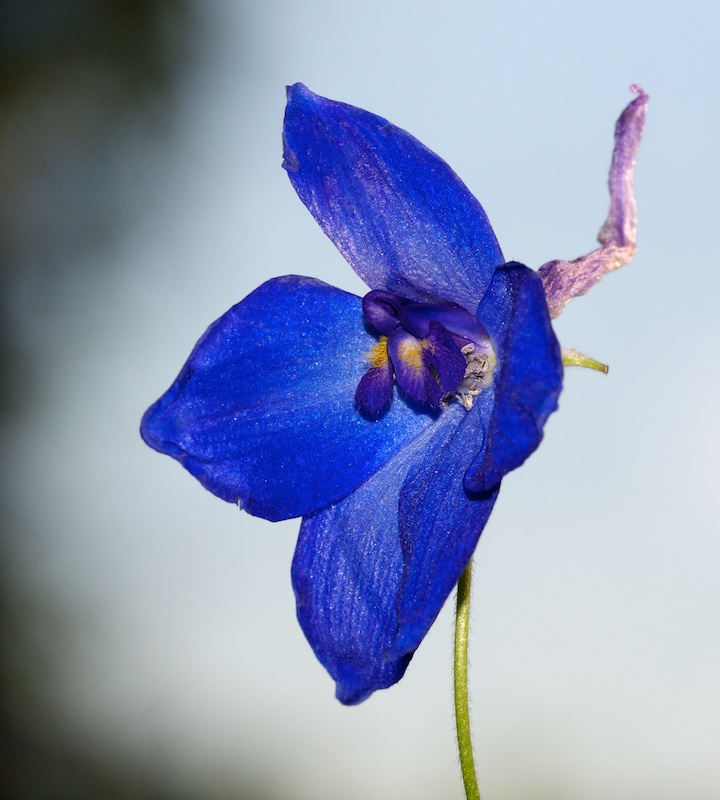 Fleur bleue Fleur_13