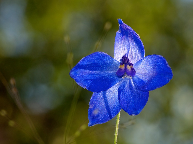 Fleur bleue Fleur_14