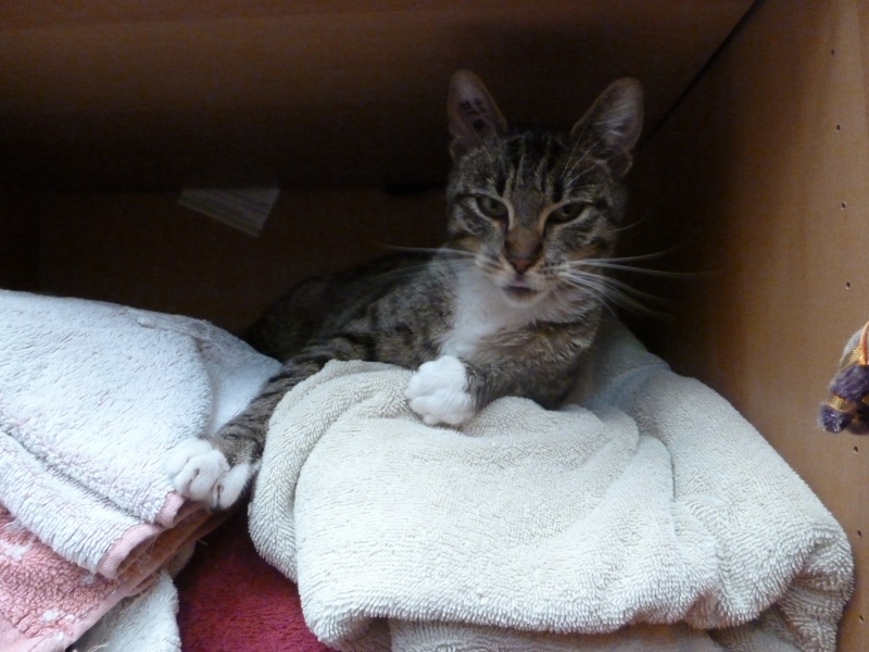 Sora, petite tigresse avec des chaussettes - ADOPTÉE P1080710