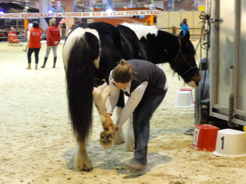 Juillet 2015 chez les Irish cob de Maison Forte  Dsc08610