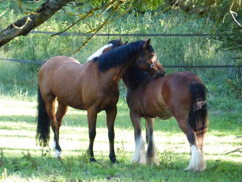 Juillet 2015 chez les Irish cob de Maison Forte  P1020913