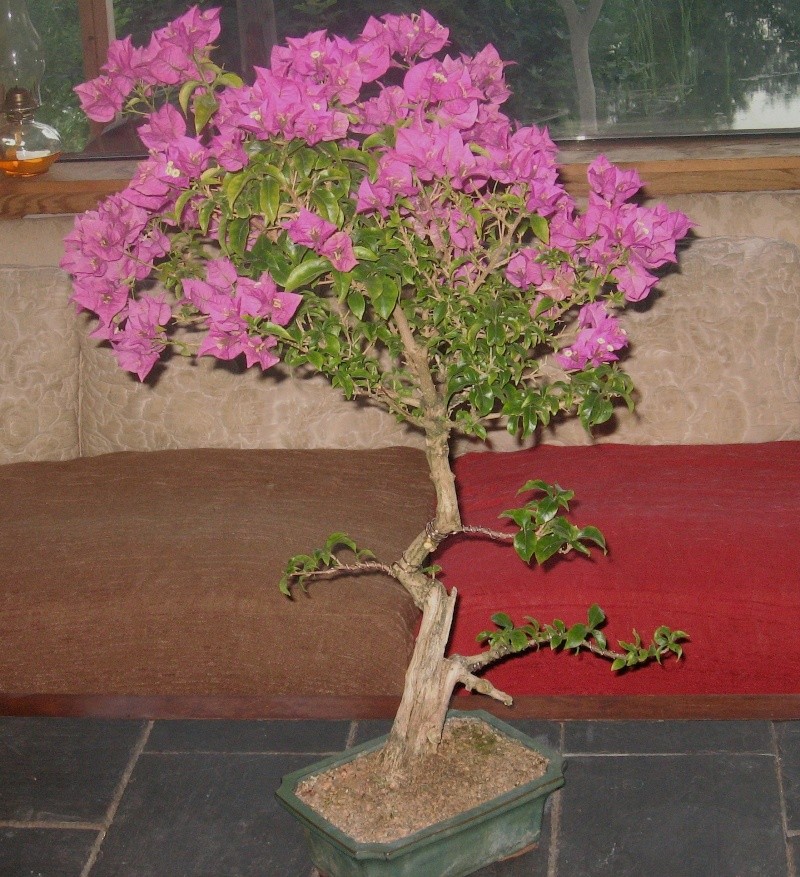 Bougainvillea Progression Img_2311