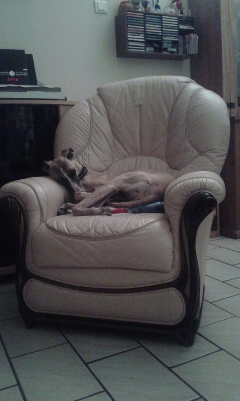 Perla , (squelettique) magnifique galga Scooby France ADOPTEE - Page 10 20150511