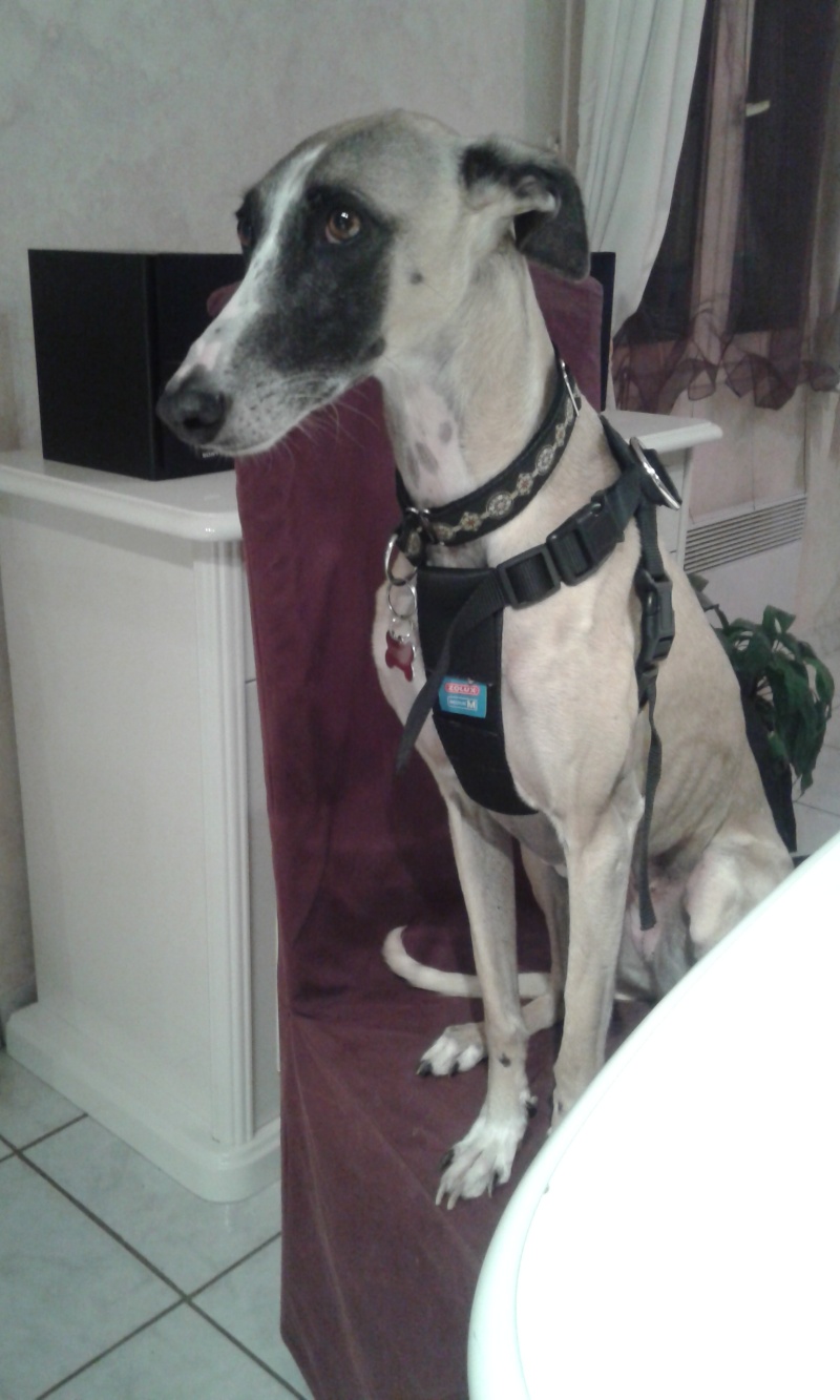 Perla , (squelettique) magnifique galga Scooby France ADOPTEE - Page 10 20150513