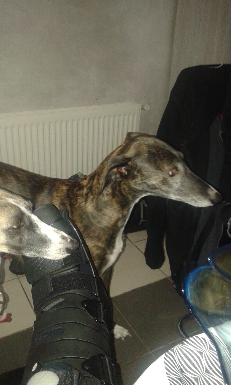 Perla , (squelettique) magnifique galga Scooby France ADOPTEE - Page 10 20150520