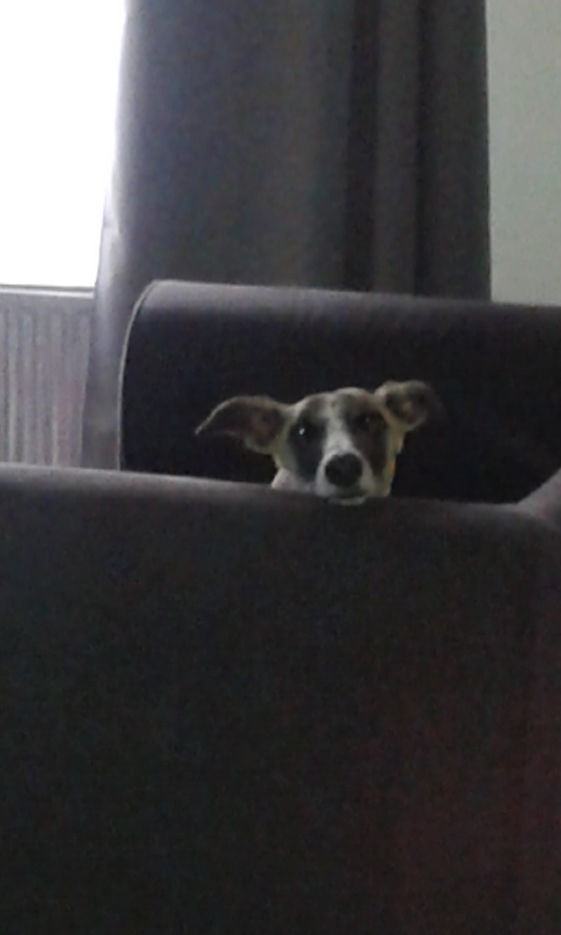 Perla , (squelettique) magnifique galga Scooby France ADOPTEE - Page 10 20150526