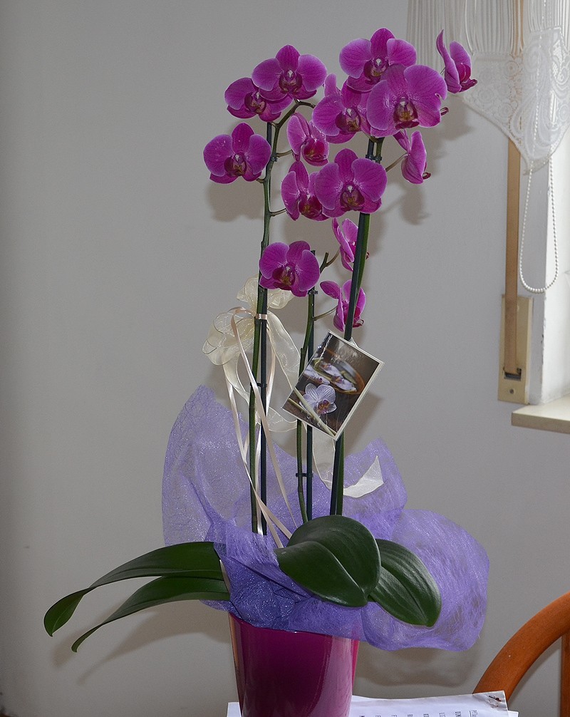 Orchideen-Neuzugang - Seite 7 Dsc_2415