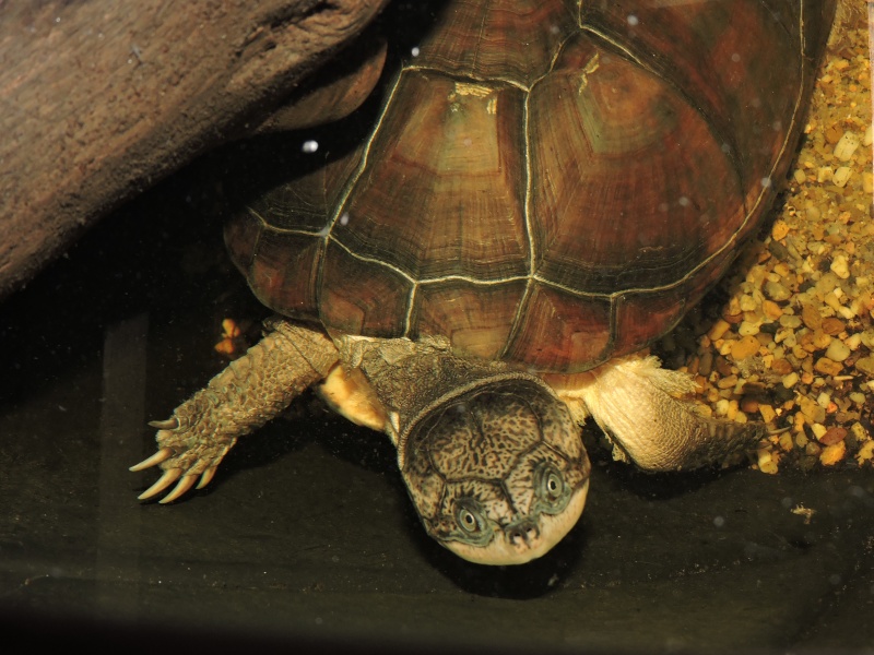 Quelle est l’espèce de cette tortue aquatique ? Dscn0210