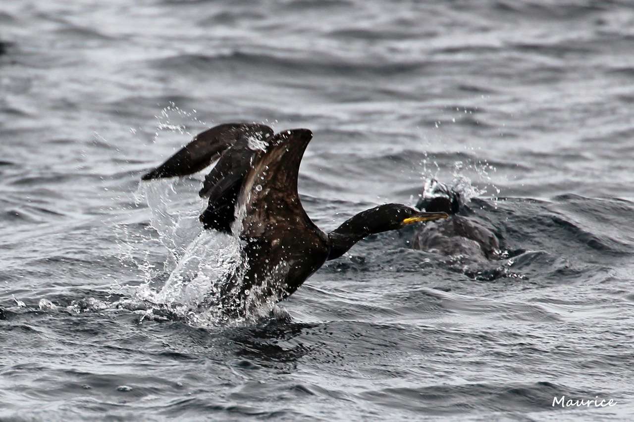 Oiseaux marins Blasket Islands – Ventry Dingle Co Kerry Irlande 15.06.15 15061513