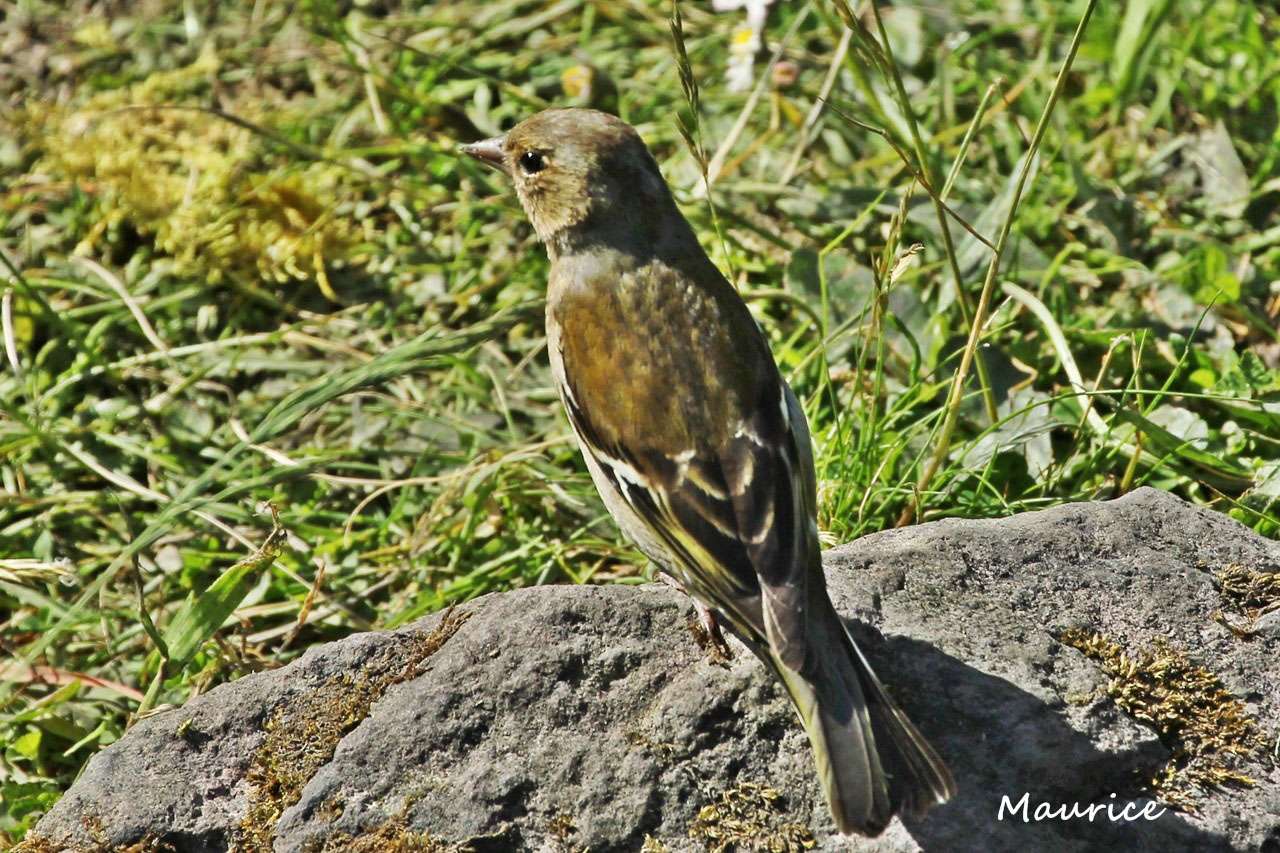 Les Oiseaux de ruisseaux en Irlande - juin 2015 18061517