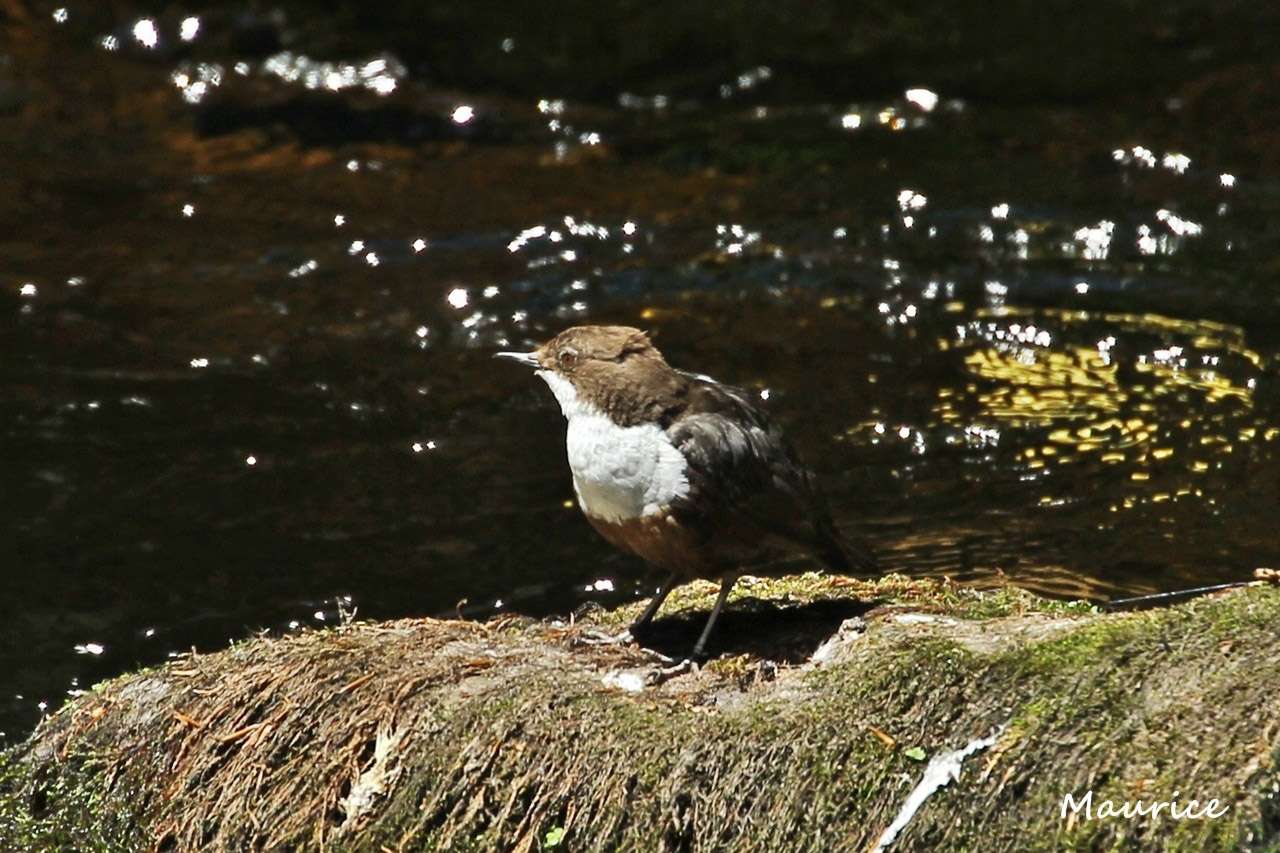 Les Oiseaux de ruisseaux en Irlande - juin 2015 18061518