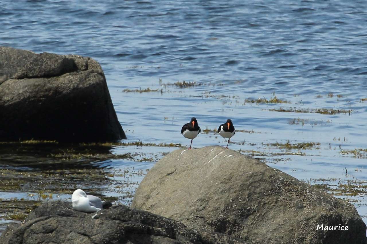 L'Archipel des sept-iles 27.05.15 et ses oiseaux + 26/27.06.15 + Juin 2016 - Page 2 25061528