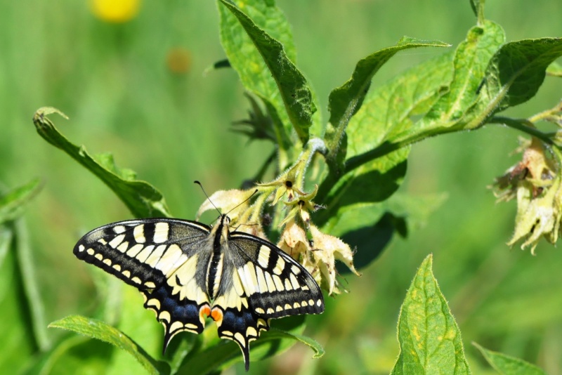 Machaon M10