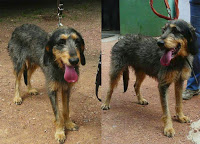 TOM et JERRY, Griffon typés nivernais 11 ans (9 ans de refuge) adoptants ou famille d'accueil - SPA DE ROANNE (42) Tom__j10