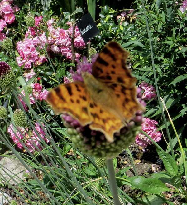 la faune du jardin - Page 13 Img_4016