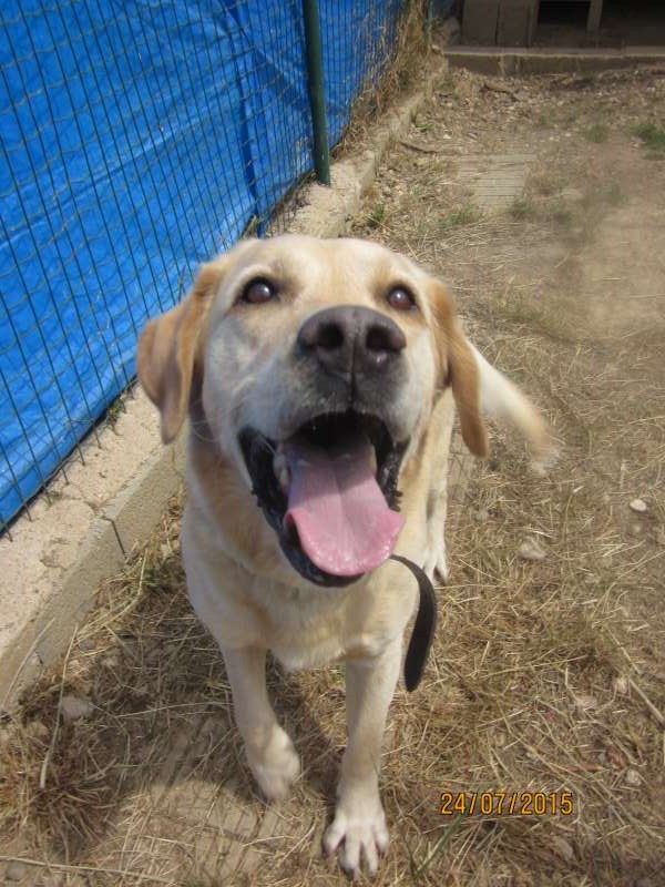 Bobby, Labrador sable né en 2008 SLPA Amance Bobby_12