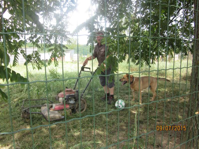 COOL - labrador beige 10 ans  (7 ans de refuge) - SLPA à Amance (54) Img_8411