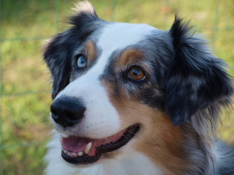 portrait d'un berger australien 10703410