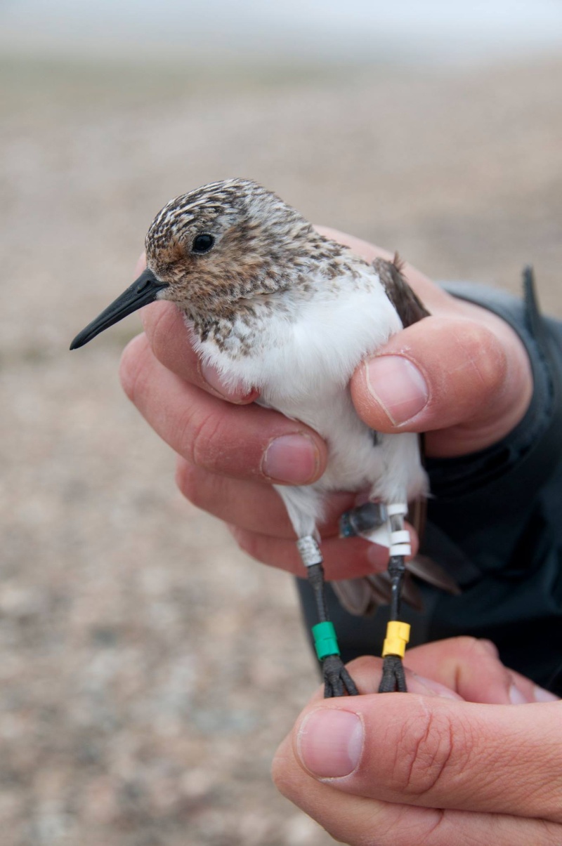 Colloque oiseaux bagués à Loctudy 11057710