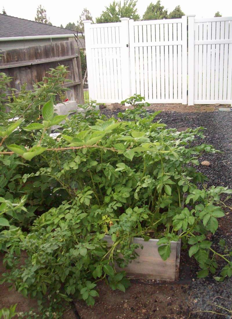 potato - Potato Rot and Scab 100_0525