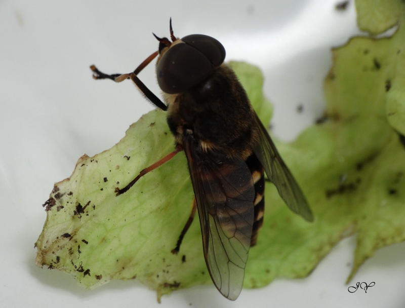 Tabanus Dsc00910