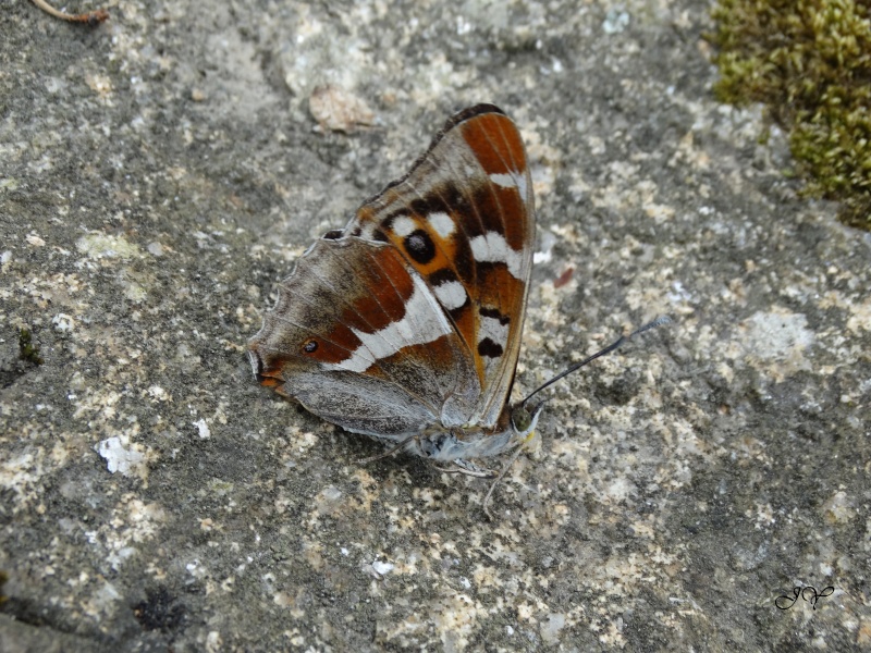 Grand mars changeant. Dsc01912