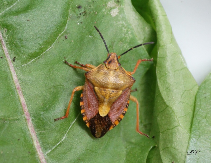 Carpocoris. Dsc05510