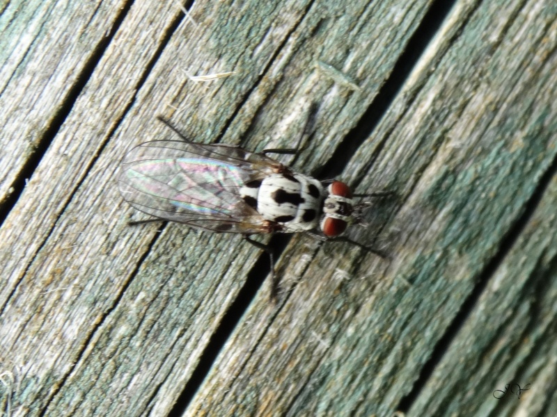Anthomiidae. Eustal10