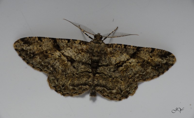 Papillons - suite. Le_18_10