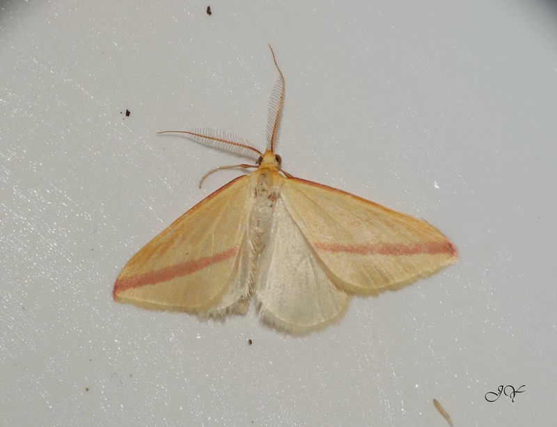 Papillons à identifier - suite. Rhodometra sacraria, Pterostoma palpina, Gymnoscelis rufifasciata Rhodom10
