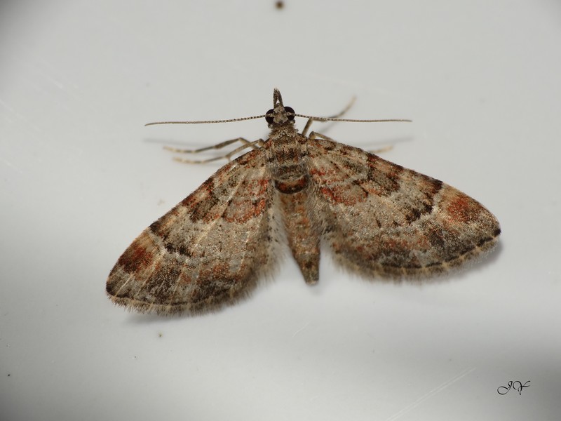 Papillons à identifier - suite. Rhodometra sacraria, Pterostoma palpina, Gymnoscelis rufifasciata Rhodom11