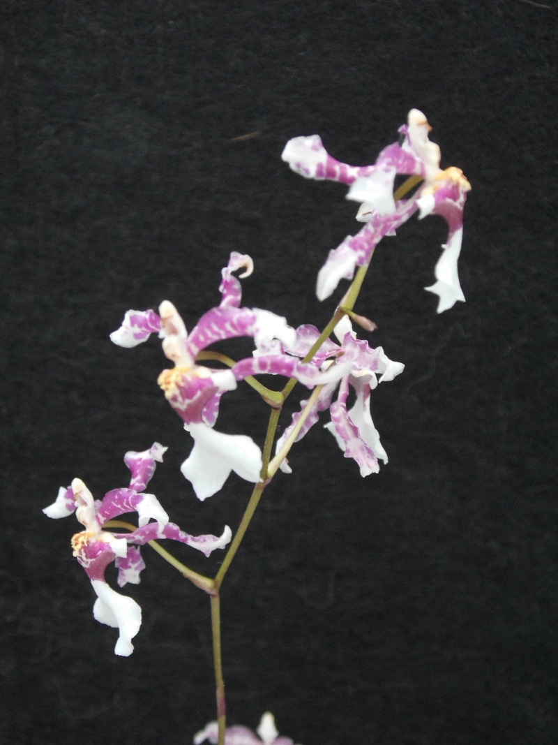 Oncidium incurvum Oncidi11