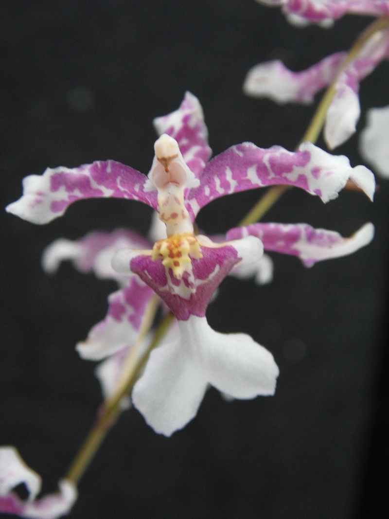 Oncidium incurvum Oncidi12