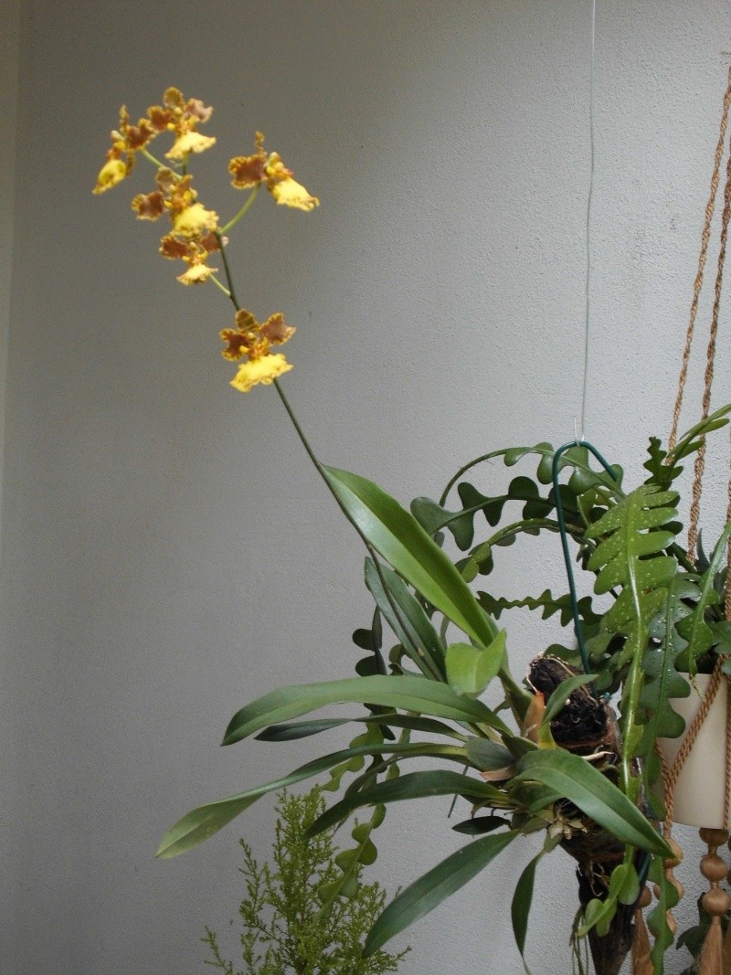 Oncidium gardneri  Oncidi13