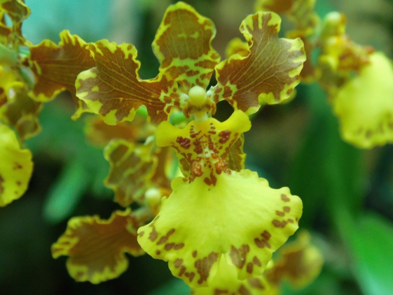 Oncidium gardneri  Oncidi16