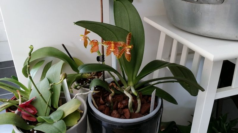 phalaenopsis venosa x cornu cervi 20150615