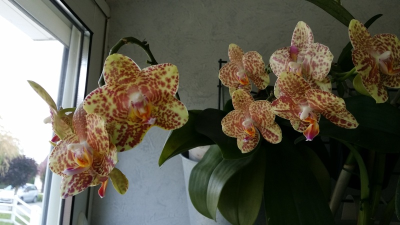 phalaenopsis calistyle - Page 2 20150643