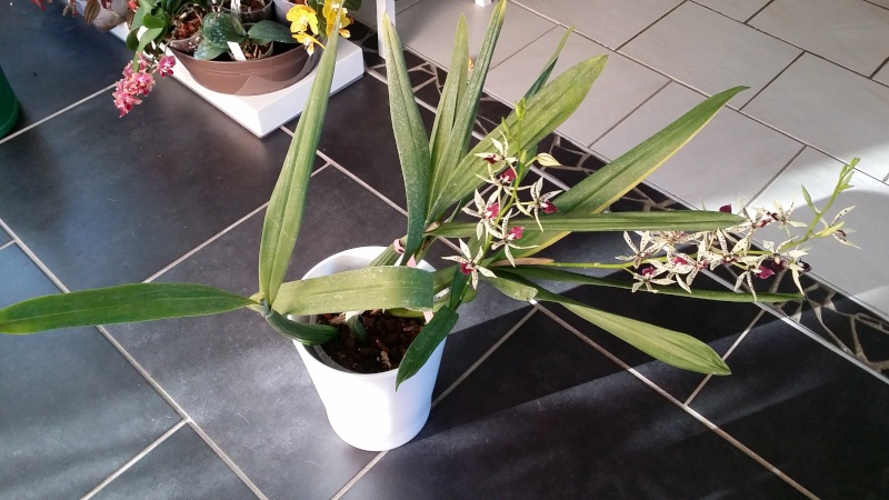 encyclia prismatocarpa x cochleata 20150714