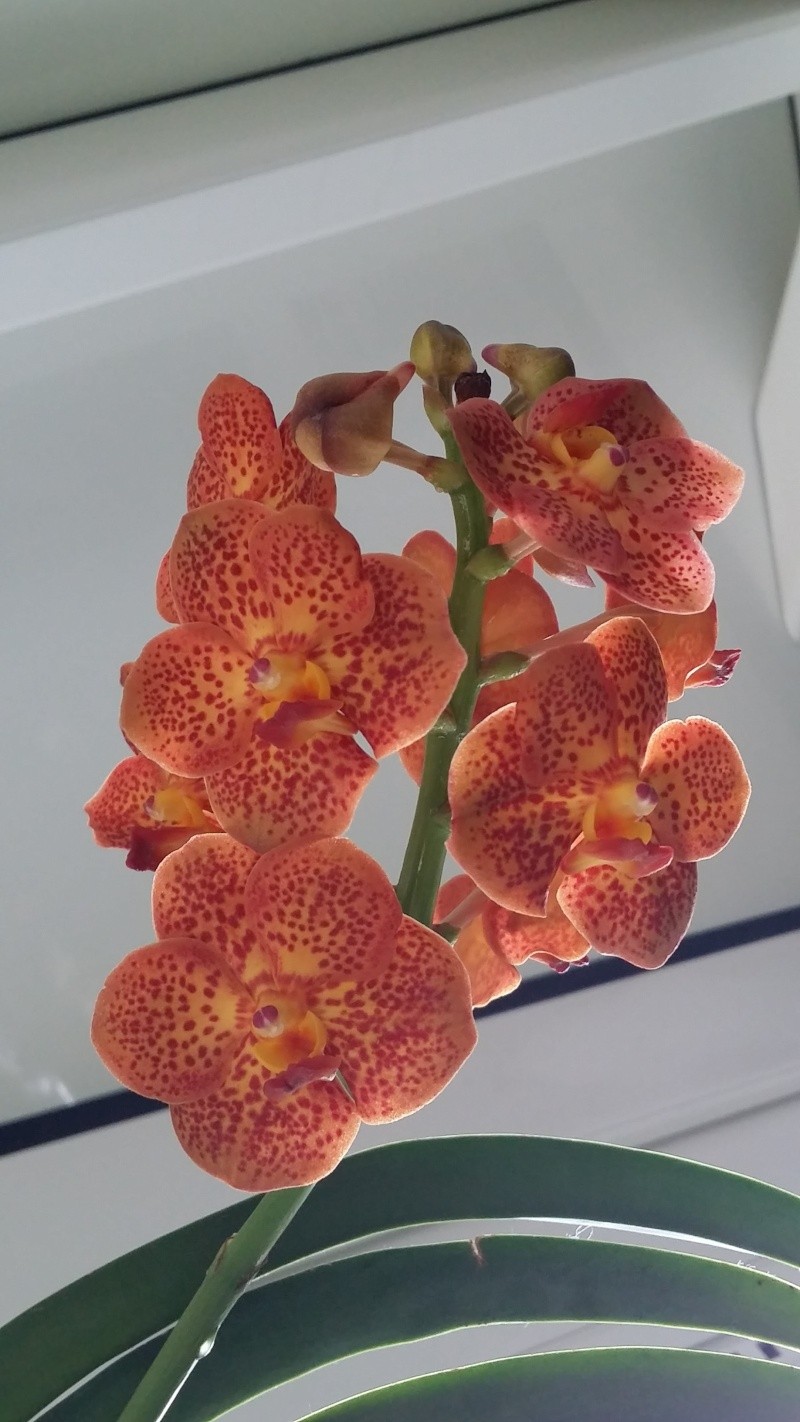 ascocenda orange spoti - Page 5 20150735