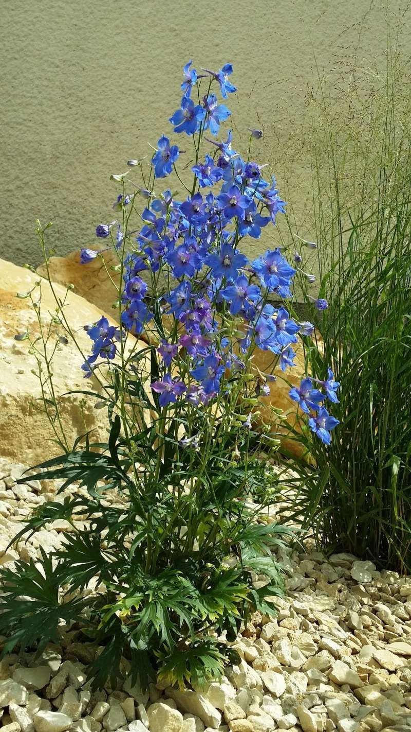 delphinium 20150738