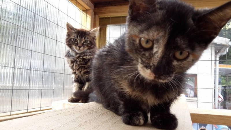chatons - SOS ANIMAUX MOINEVILLE : nos chatons à l'adoption au 19/07/2015 11701210
