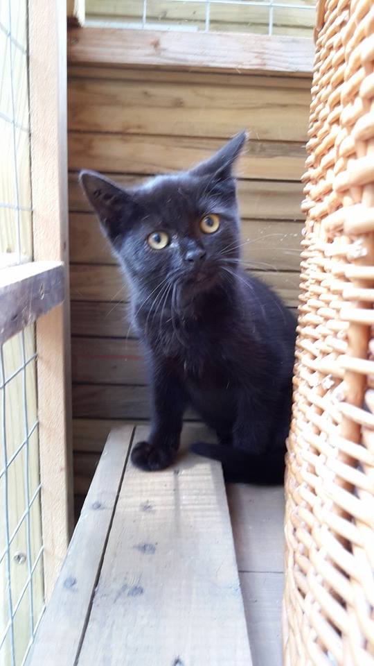 chatons - SOS ANIMAUX MOINEVILLE : nos chatons à l'adoption au 19/07/2015 11825210