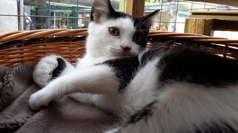 chatons - SOS ANIMAUX MOINEVILLE : nos chatons à l'adoption au 19/07/2015 11826010