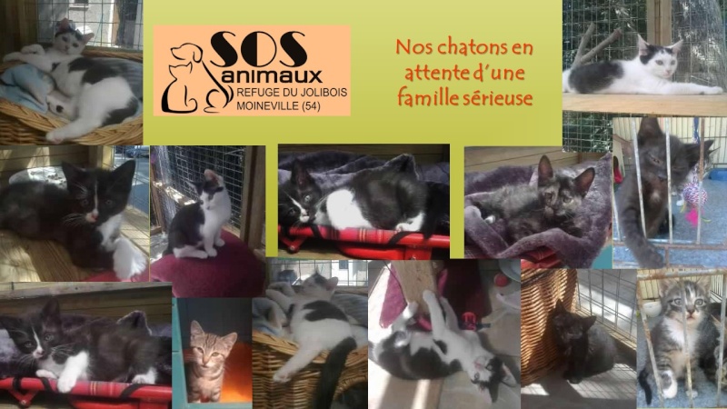 chatons - SOS ANIMAUX MOINEVILLE : nos chatons à l'adoption au 19/07/2015 15080210